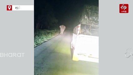 “எங்கிருக்கு எங்கிருக்கு...ஹையா இந்தா இருக்கு” தக்காளி டப்பாவை சாலையில் சிதறடித்த காட்டு யானை!