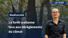 Comment aider la forêt wallonne à résister aux dérèglements climatiques ?