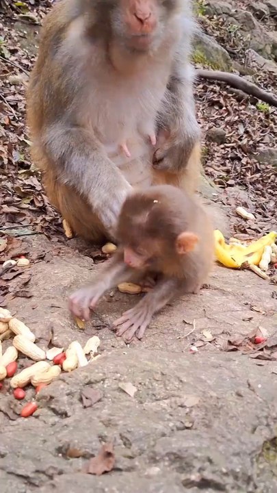 baby monkey cute animal 78