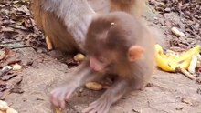 baby monkey cute animal 78