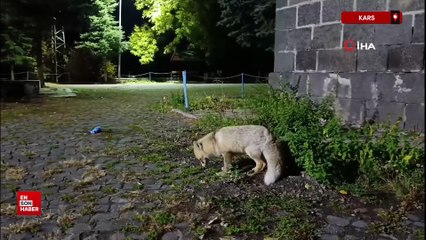 Kars'ta tilkiyi bisküvi ile besledi