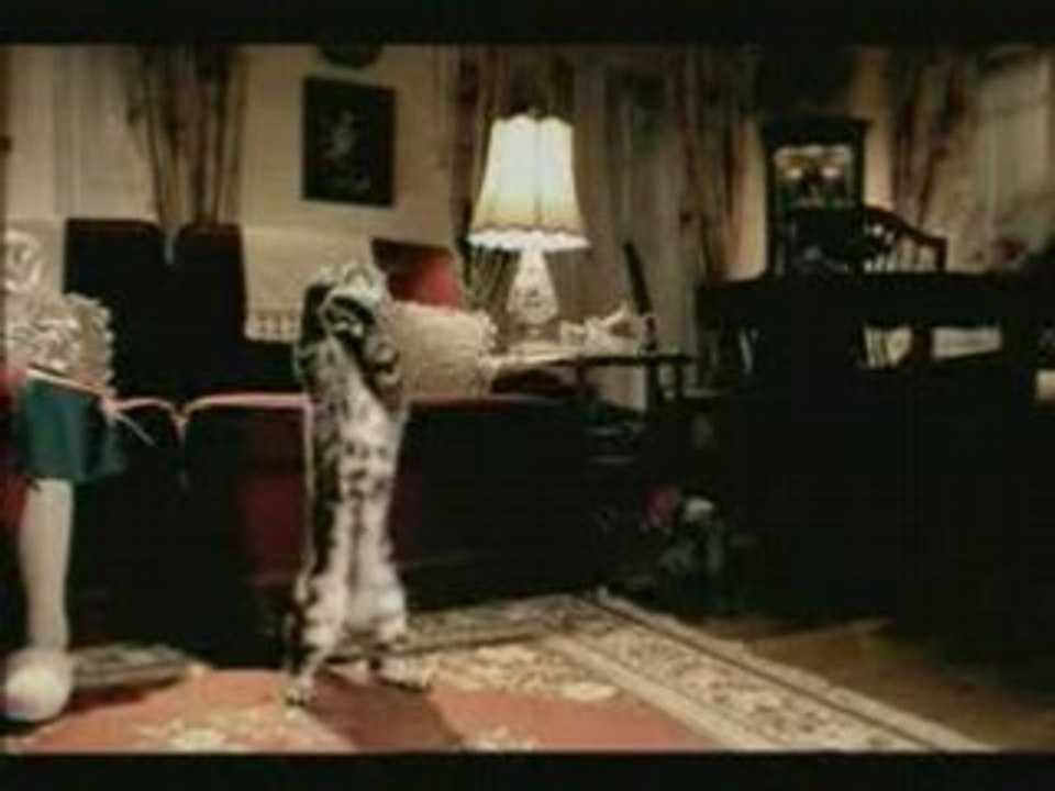 Un chat fou de foot