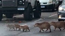 Le bouchon le plus attendrissant du monde : une famille de capybaras traverse calmement une avenue et arrête la circulation (VIDÉO)