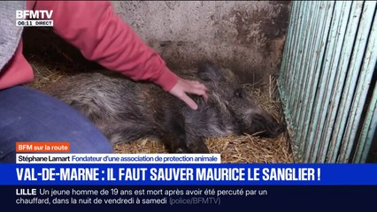 Val-de-Marne: une mobilisation pour sauver le sanglier Maurice, menacé d'euthanasie