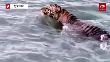 শীতের আগেই সুন্দরবনে বাঘ দর্শন, দক্ষিণরায়'কে দেখে উচ্ছ্বসিত পর্যটকরা