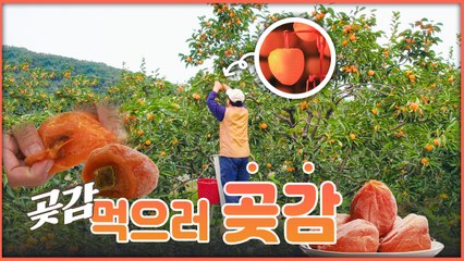 산이 주는 보물, 우리 임산물 숲푸드 – 16편 곶감 / YTN