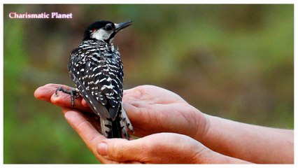 🕊️ Listen Before It’s Gone! The Endangered Red-Cockaded Woodpecker’s Calling Sounds