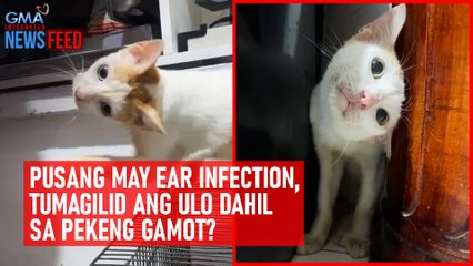 Pusang may ear infection, tumagilid ang ulo dahil sa pekeng gamot? | GMA Integrated Newsfeed