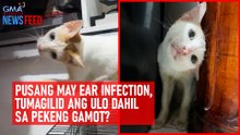 Pusang may ear infection, tumagilid ang ulo dahil sa pekeng gamot? | GMA Integrated Newsfeed