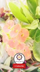 Hadith Mubarik a beautiful Hadith