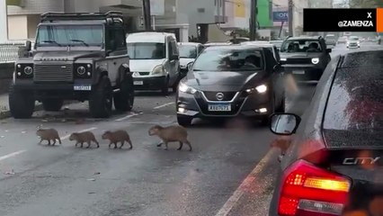 The Sweetest Traffic Jam in the World: A Family of Capybaras Calmly Crosses an Avenue and Brings Traffic to a Halt (VIDEO)
