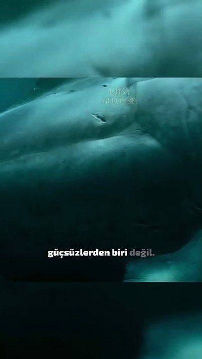 Dunkleosteus, yaklaşık 382-358 milyon yıl önce Geç Devoniyen döneminde yaşamış, soyu tükenmiş devasa bir zırhlı balıktır