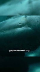 Dunkleosteus, yaklaşık 382-358 milyon yıl önce Geç Devoniyen döneminde yaşamış, soyu tükenmiş devasa bir zırhlı balıktır