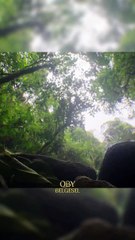 Amerikan kertenkele seni sıradaki hayatta kalma tekniği