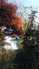 Criccieth’s Starlight Players want budding performers to take part in a reading of ‘Allo Allo 2 The Camembert Caper’