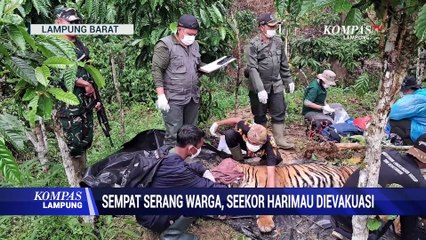 Sempat Serang Warga, Seekor Harimau Dievakuasi