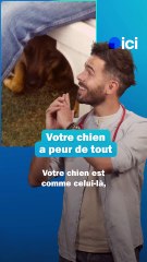 Mon chien a peur de tout - Les conseils du véto