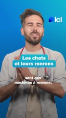 Pourquoi votre chat ronronne ? - Les conseils du véto