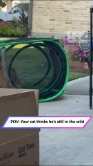 Cat Spots a Lizard… Then Forgets He’s in a Carrier! 😂🐾|| Heartsome 💖