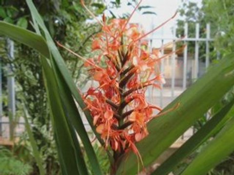 Flôres Diversas - Parte 2