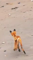 The eagle hunts the fox