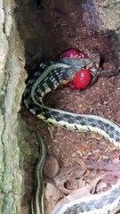 Snake eating poor toad alive 🔥