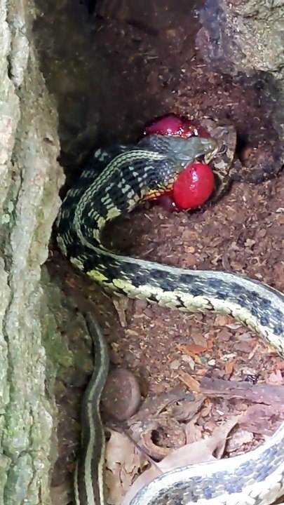 Snake eating poor toad alive 🔥