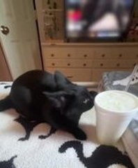 Cat Jumps Off Bed After Owner's Loud Laugh and Joke