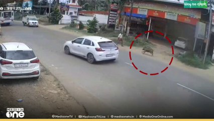 വയനാട് മീനങ്ങാടി ടൗണിൽ ഇറങ്ങിയ കാട്ടുപന്നി വഴിയാത്രക്കാരനെ ഇടിച്ച് വീഴ്ത്തി