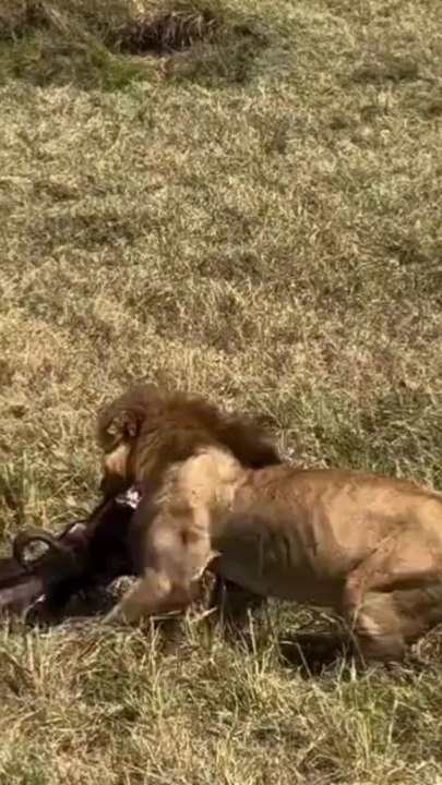Lion vs it cubs