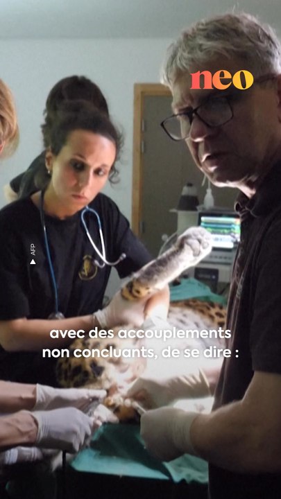 Une première mondiale a eu lieu au zoo de Mulhouse. Une insémination artificielle a été réalisée sur la panthère la plus menacée au monde : la panthère de l’Amour. Retour en images sur cette opération délicate. 🐆