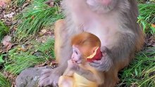 Baby monkey cute animal 79