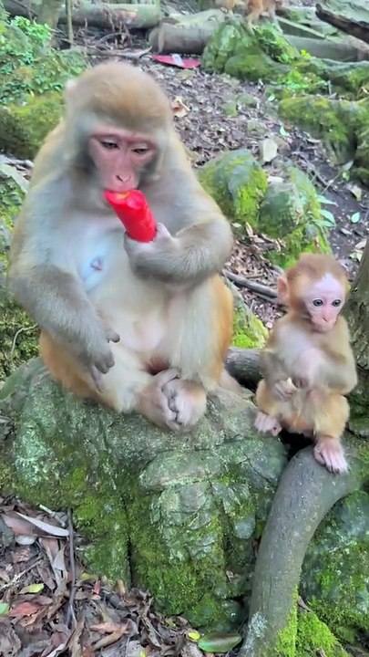 Baby monkey cute animal 80