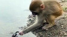 baby monkey bitten by crab