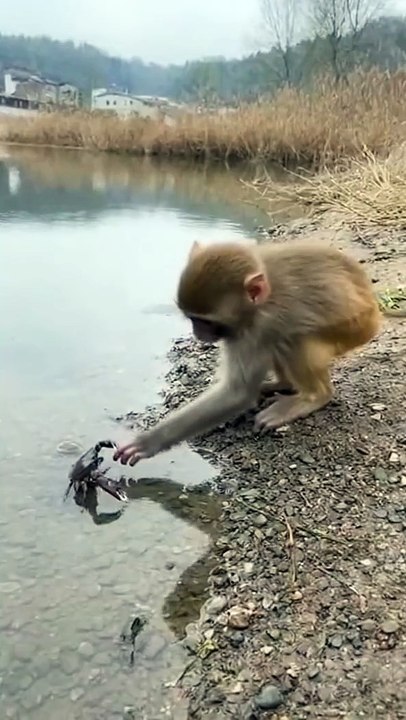 baby monkey bitten by crab