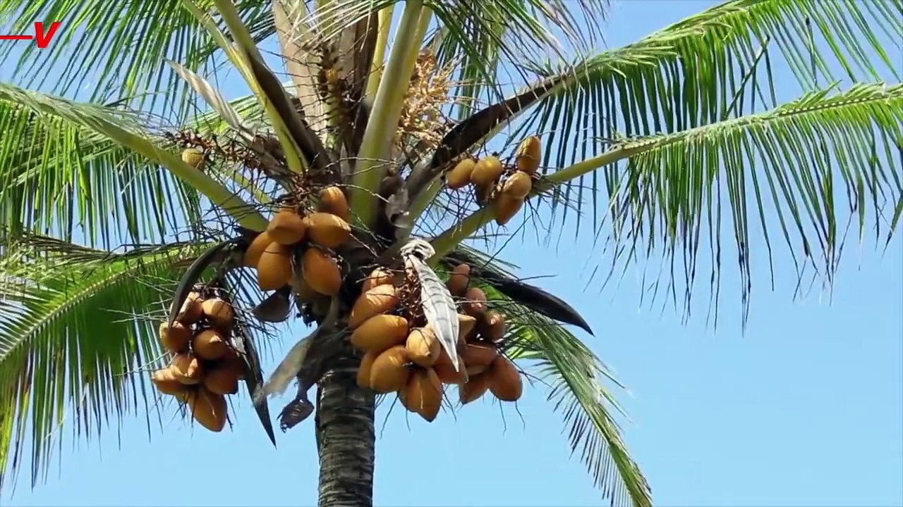 Introducing the Hidden Booze Drinking of the Animal Kingdom