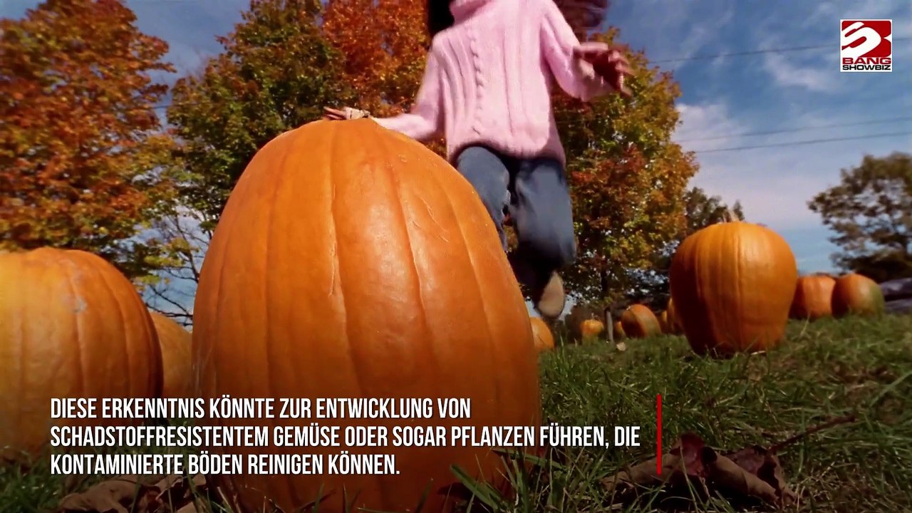 Kürbisse könnten tödliches Geheimnis bergen, wie Studie zeigt