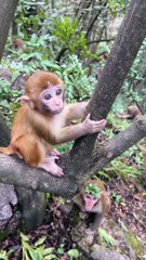 Baby monkey eating cute animals 81