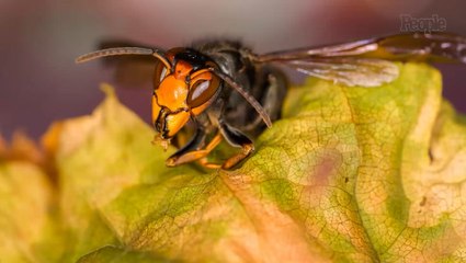 American Father and Son Killed by Swarm of Hornets After Being Stung 'More Than 100' Times on Vacation Zipline