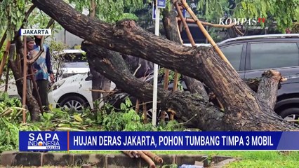 Pohon Tumbang di Jakarta dan Bogor Timpa Kendaraan di Jalan, Arus Lalin Sempat Macet | SAPA MALAM