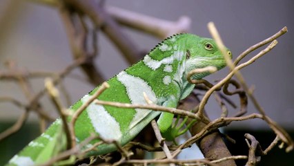 Iguana Babies Might Be The Cutest Babies in the Animal Kingdom