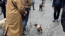 La Marche des Animaux