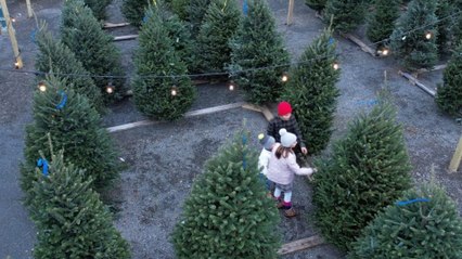 Pay Attention to These Specific Things That Christmas Tree Sellers Want You To Know