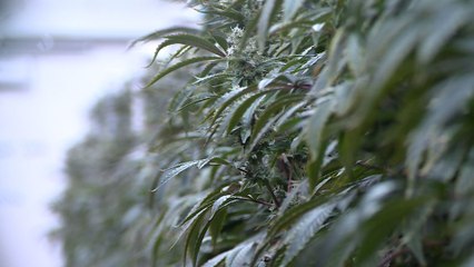 As more patients turn to medical marijuana, doctors and lawmakers remain divided