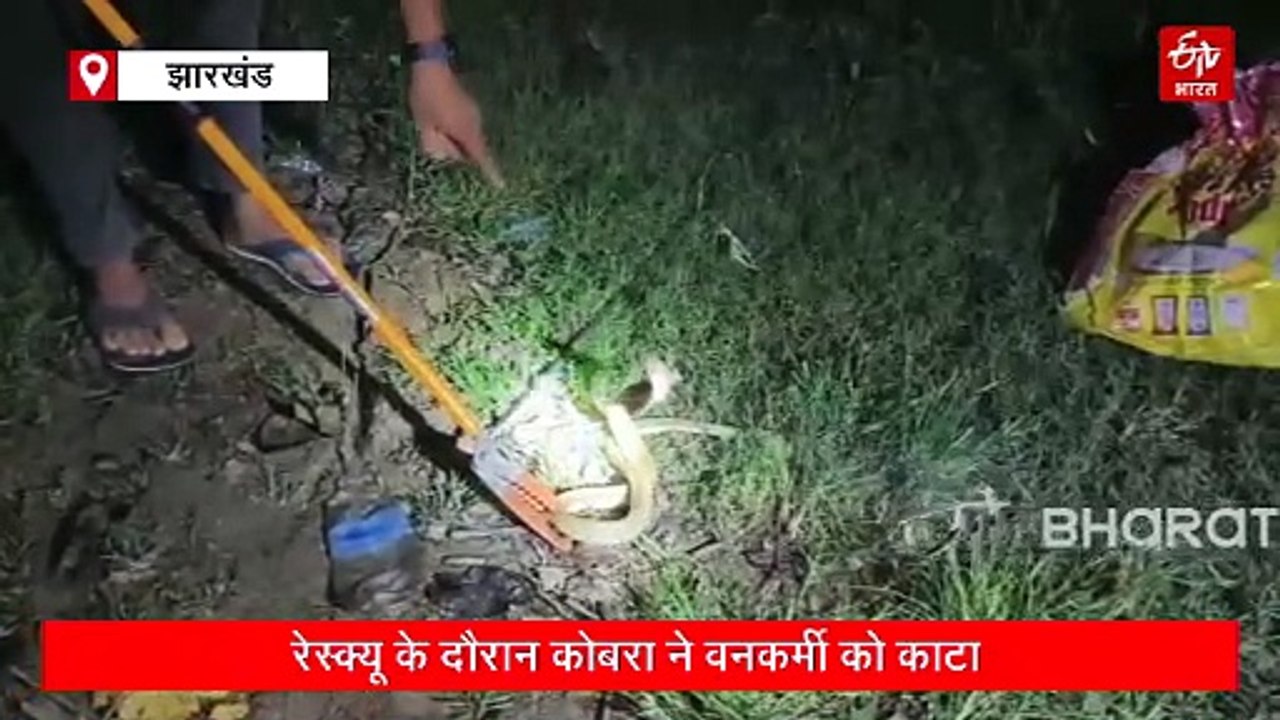पाकुड़ में रेस्क्यू के दौरान कोबरा ने वनकर्मी को काटा, अस्पताल में चल रहा इलाज
