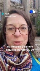 Dernier jour d'ouverture du Muséum d'histoire naturelle de Nantes