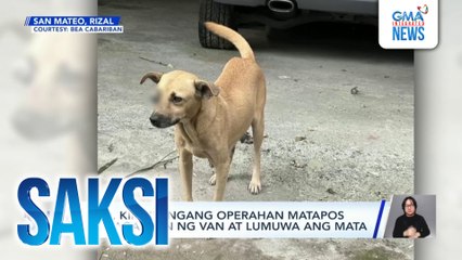 Aso, kinailangang operahan matapos masagasaan ng van at lumuwa ang mata | Saksi