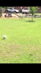 😹 Funny Cat Compilation 2025 – Non Stop Laughter Guaranteed  17