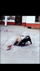 😹 Funny Cat Compilation 2025 – Non Stop Laughter Guaranteed  19