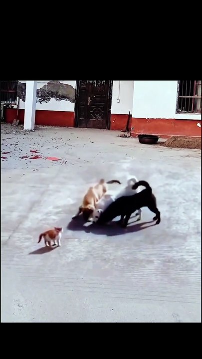 😹 Funny Cat Compilation 2025 – Non Stop Laughter Guaranteed  19